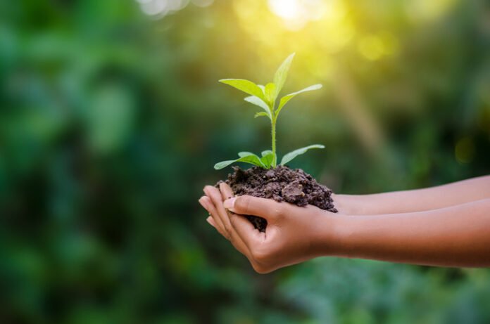 In the hands of trees growing seedlings. Bokeh green Background Female hand holding tree on nature field grass Forest conservation concept
