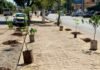 Prefeito propõe deixar um legado verde para as futuras gerações, por meio de arborização urbana