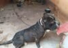 Cachorro em condições precárias é resgatado em Itaperuna
