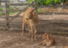 Vaca e bezerro furtados são recuperados em Bom Jesus do Itabapoana