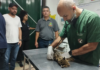 Filhote de gato-maracajá é resgatado por duas vezes em Bom Jesus do Itabapoana