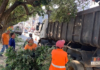 Secretaria de Obras de Itaperuna poda árvores de todo canteiro central