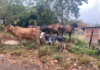 Defesa Civil de Itaperuna inicia apreensão de bovinos soltos em vias públicas do município