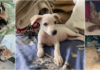 Após matança de animais em Laje do Muriaé, protetores realizam campanha para ajudar cães e gatos abandonados