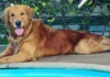 Policial mineiro mata cachorro de influenciadora a tiros em Guarapari