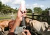 Começou a segunda etapa da campanha de vacinação contra a febre aftosa