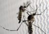 Brasil bate recorde histórico de mortes por dengue