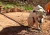 Agora é lei: Acorrentamento permanente de animais é tipificado como maus-tratos