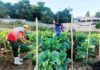 Dia de colheita na horta comunitária em Itaperuna