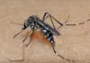 Vigilância em saúde inicia levantamento rápido para identificar infestação do Aedes Aegypti em São Fidélis