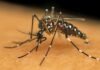 Só em 2024 Brasil tem mais vítimas da dengue do que nos últimos 7 anos somados