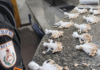 Mais de 300 papelotes de cocaína são apreendidos pela PM em Itaperuna