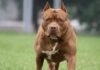 Cães da raça Pit Bull não poderão entrar nem se reproduzir no estado de Minas Gerais