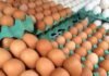 Preço do ovo dispara no brasil e impacta produtos derivados