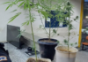 PM apreende pés de maconha em Itaperuna
