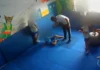 Professor agride criança autista em escola do Rio e câmera flagra tudo